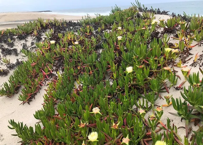 Beachfront Costa Nova - 2br *