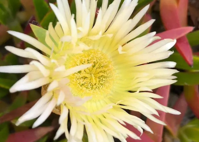 Beachfront Costa Nova - 2br * Gafanha da Encarnacao